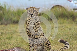 Cheetah - acinonyx jubatus portrait in wild savannah in rain