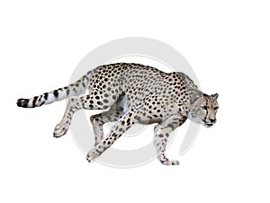 Cheetah (Acinonyx jubatus) Running