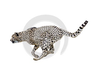 Cheetah (Acinonyx jubatus) Running