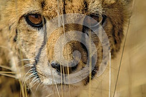 Cheetah (Acinonyx jubatus) in the savanna