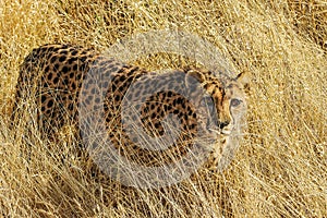 Cheetah (Acinonyx jubatus) in the savanna