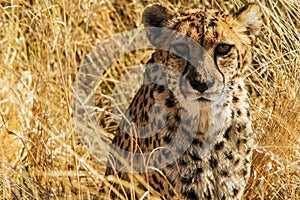 Cheetah (Acinonyx jubatus) in the savanna photo