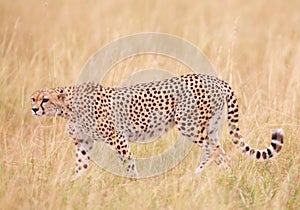 Cheetah (Acinonyx jubatus) in savannah photo