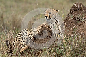 Cheetah acinonyx jubatus in the serengeti