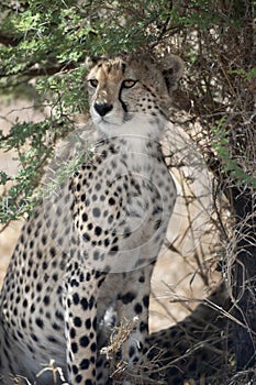 Cheetah, Acinonyx jubatus, in Serengeti National