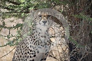 Cheetah, Acinonyx jubatus, in Serengeti National