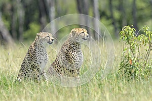 Cheetah (Acinonyx jubatus) sitting together on savanna