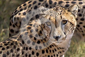 Cheetah, Acinonyx jubatus, South Africa