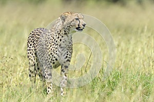 Cheetah (Acinonyx jubatus) standing on savanna,