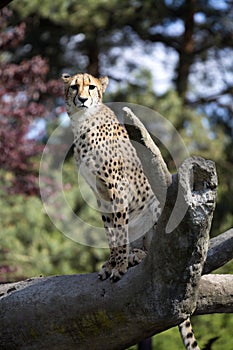 Cheetah, Acinonyx jubatus, stands in the trunk