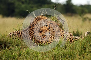 The cheetah Acinonyx jubatus three brothers resting on a termite hill with green background