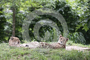 Cheetah, Acinonyx jubatus, two cheetahs lying in grass photo