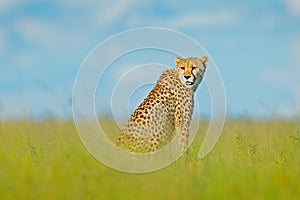 Cheetah, Acinonyx jubatus, walking wild cat. Fastest mammal on the land, Botswana, Africa. Cheetah in grass, blue sky with clouds.