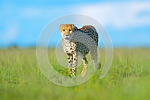 Cheetah, Acinonyx jubatus, walking wild cat. Fastest mammal on the land, Botswana, Africa. Cheetah in grass, blue sky with clouds.