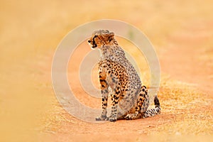 Cheetah, Acinonyx jubatus, walking wild cat. Fastest mammal on the land, Botswana, Africa. Cheetah on gravel road, face to face