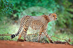 Cheetah, Acinonyx jubatus, walking wild cat. Fastest mammal on the land, Botswana, Africa. Cheetah on gravel road, in forest.