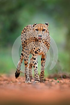 Cheetah, Acinonyx jubatus, walking wild cat. Fastest mammal on the land, Botswana, Africa. Cheetah on gravel road, in forest.