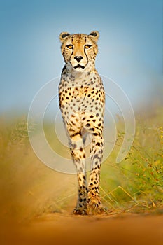 Cheetah, Acinonyx jubatus, walking wild cat. Fastest mammal on the land, Botswana, Africa. Cheetah on gravel road, in forest. Spot photo