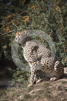 Cheetah, Acinonyx jubatus, watching nearby