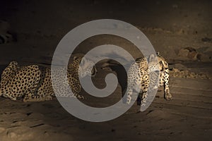 Cheetah, Acinonyx jubatus, at water hole late