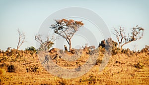 Cheetah, Acinonyx jubatus, Welgevonden Game Reserve, South Africa photo