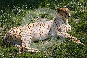 A cheetah,Acinonyx jubatus, in a wildlife park Didascalia