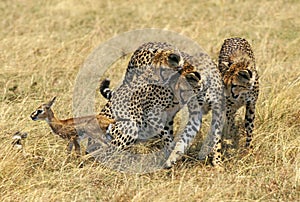 CHEETAH acinonyx jubatus, YOUNG READY TO KILL A THOMSON`S GAZELLE FOAL, MASAI MARA PARK, KENYA