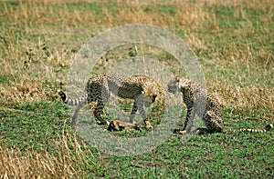 CHEETAH acinonyx jubatus, YOUNGS READY TO KILL A THOMSON`S GAZELLE FOAL, MASAI MARA PARK, KENYA