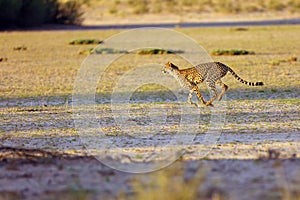 Cheetah Acynonix jubatus in the desert.The cheetah is going to attack