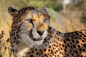 Gepard 