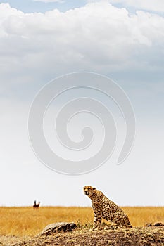 Cheetah in Africa - Vertical with Copy Space