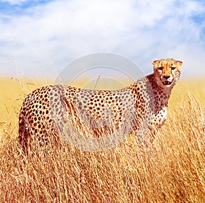 Cheetah in the African savannah. Africa, Tanzania, Serengeti National Park. Wild life of Africa. Square image