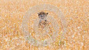 Cheetah in african savannah, at Masai Mara , Kenia