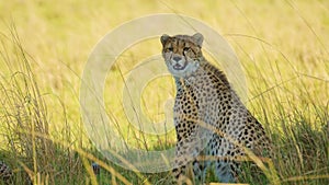 Cheetah alone under the shade of an acacia tree cooling down, away from bright Kenyan sunshine, Afri