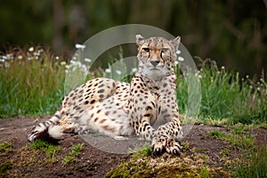 Cheetah