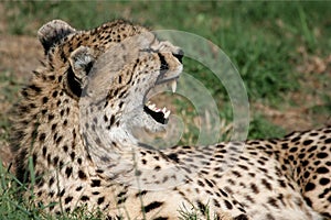 Cheetah angry