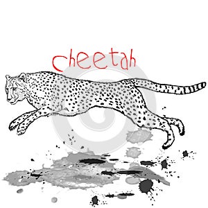 Cheetah animal jump with ink spots