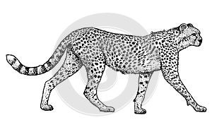 Cheetah, animal, mammal illustration, drawing, engraving, ink, line art, vector