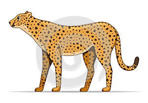 Cheetah animal standing on a white background