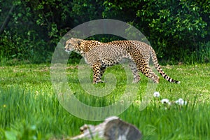 Cheetah animal wildlife reservation natural life nature