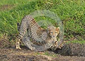 Cheetah Baby at  masaimara national park