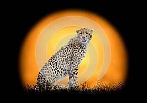 Cheetah on the background of sunset