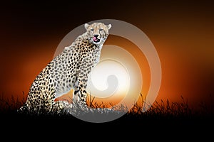 Cheetah on the background of sunset