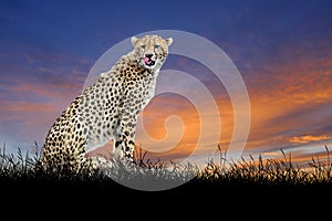 Cheetah on the background of sunset sky