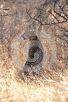 Cheetah, backlit in the morning light in the Masai Mara, Kenya, Africa