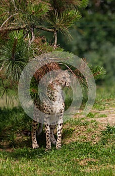 Cheetah behind branches