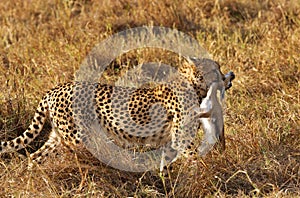 Cheetah is a big cat also know as the hunting leopard