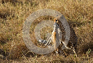 Cheetah is a big cat also know as the hunting leopard