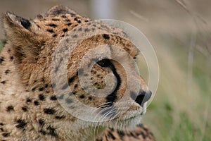 Cheetah - Big Cat Sanctuary