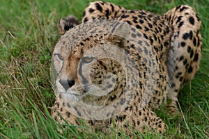 Cheetah - Big Cat Sanctuary